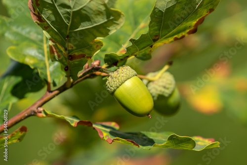 Acorns growing on branches of the Common oak (Quercus robur) in Estonian nature