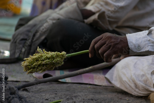 Hand of a person, farmer, labour, worker holding jowar crop at hurda party to roast and eat along with jaggery, shenga chutney, coconut. Bajra, sorghum, cooking, farm, poverty, maharashtra, india. photo