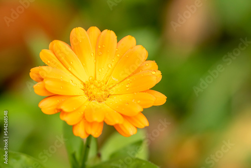 Beautiful single blossom of the pot marigold, Calendula officinalis on green background photo