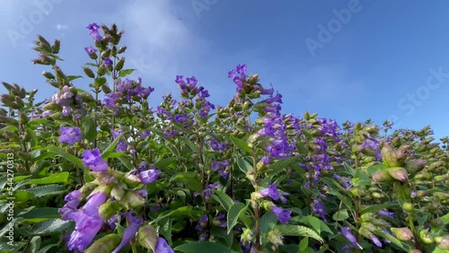 Strobilanthes Kunthiana (Kurinji) Against Blue Sky In Western Ghats, Maharashtra India. Close up photo