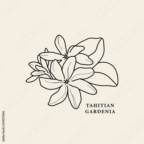 Line art Tahitian gardenia flower illustration