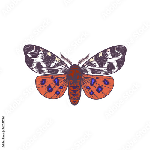 Night Butterfly Arctia caja isolated on white background. Vector. photo