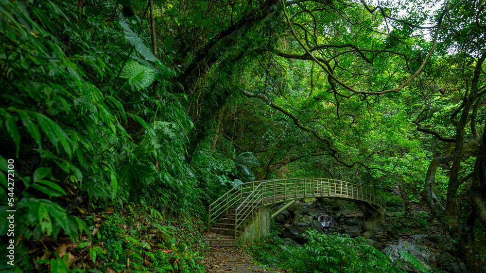 Obraz premium verdant, forest trail, forest, trail, valley, arch, bridge