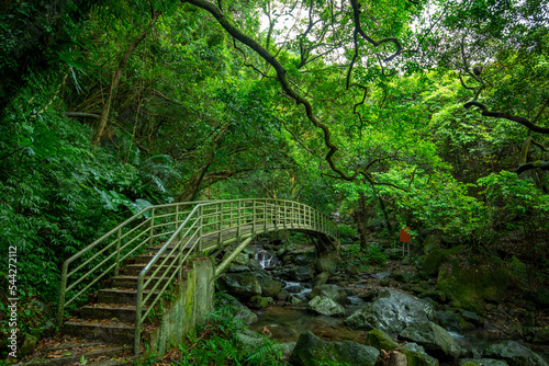 verdant, forest trail, forest, trail, valley, arch, bridge