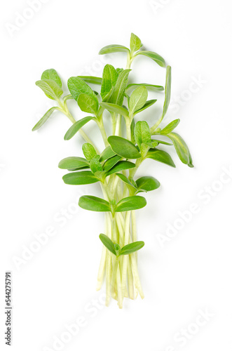 Bunch of common sunflower microgreens. Fresh and ready-to-eat seedlings, shoots, cotyledons and young plants of Helianthus annuus, used as garnish or leaf vegetable. Close-up, isolated, from above.