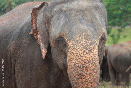 Close up and front view of the face of the Sri Lankan elephant
