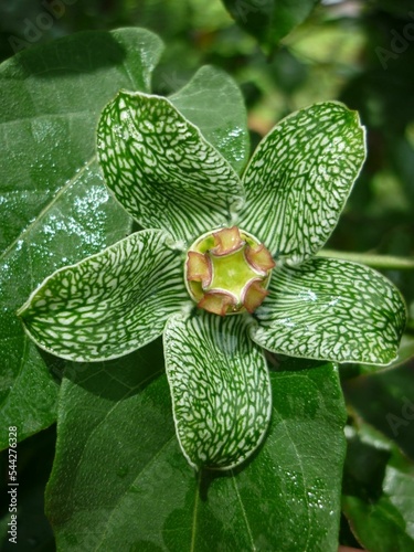 Green flower