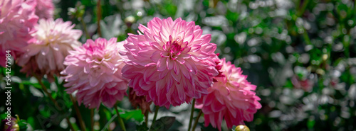 Pink dahlias blooming in botanical garden.