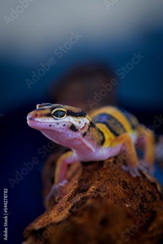 Close up of Leopard Gecko © Eko