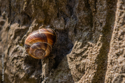 Closeup of snail in sunshine on rough concrete wall