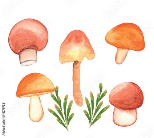 Watercolor Mushroom clipart Set, hand-drawn mushroom illustration on transparent background