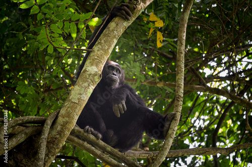 A chimpanzee sitting on a tree in a forest