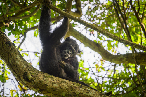 A chimpanzee sitting on a tree in a forest
