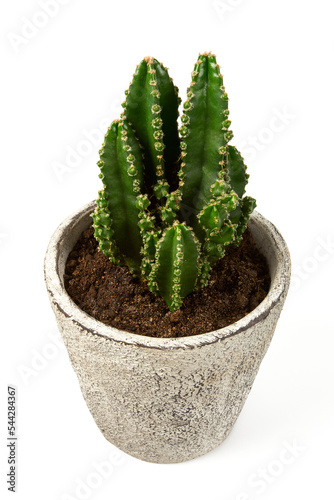 cactus in a stone pot isolated on white background