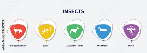 infographic element template with insects filled icons such as bernese mountain dog, locust, jack russel terrier, bullmastiff, sawfly vector.