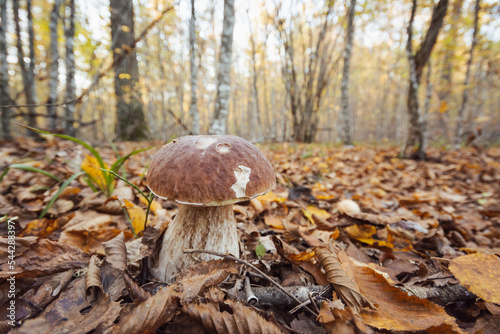 Big porcini mushroom growing in Autumn birch and oak forest. Beautiful young edible mushroom in leaves in late autumn, close up shot