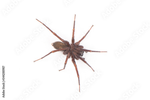 big brown spider Heteropoda venatoria isolated on white background. photo