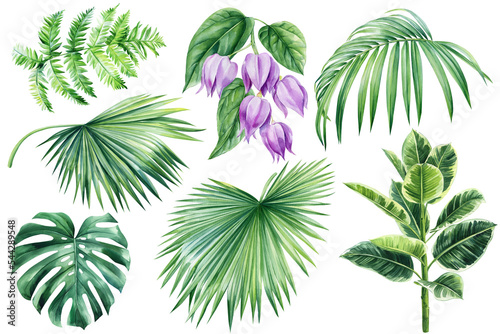 Leaves and flowers of tropical plants on white background  watercolor botanical illustration  design elements.