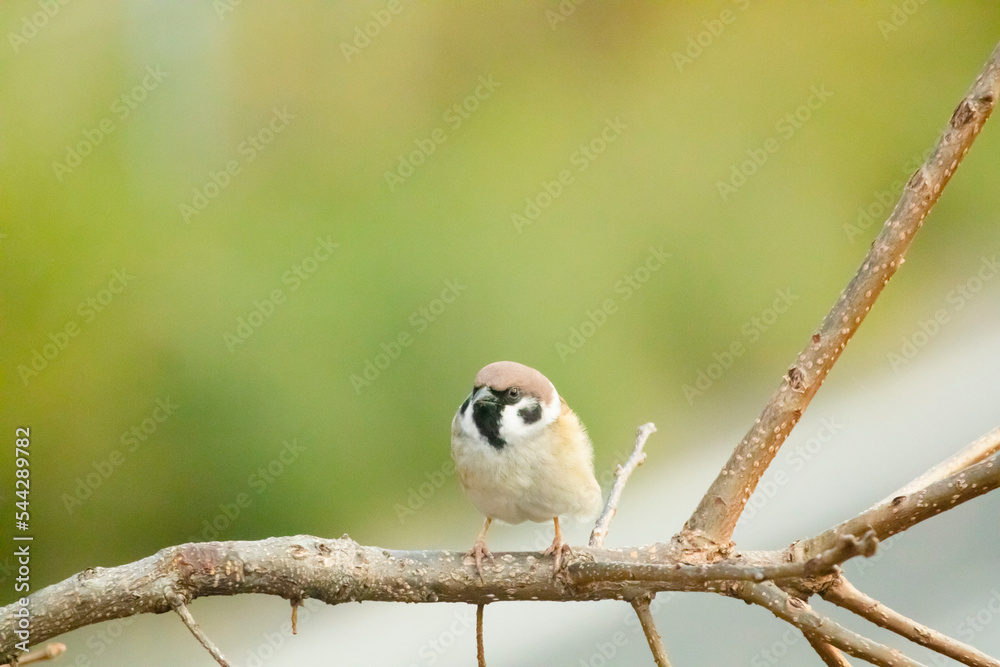 Obraz premium 柿の木で辺りの様子を伺うスズメ