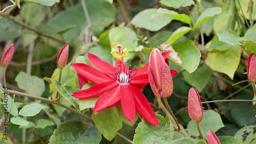 close up of a crimson passionflower blossom at lake eacham in north qld, australia photo