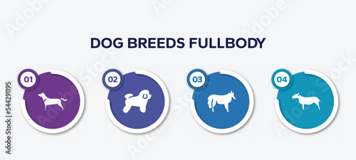 infographic element template with dog breeds fullbody filled icons such as american staffordshire terrier, bichon frise, shetland sheepdog, bullterrier vector.