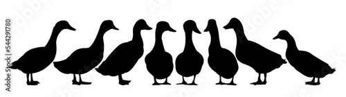 Set of Ducks graze in pasture. Picture silhouette. Farm pets. Domestic poultry. Isolated on white background. Vector