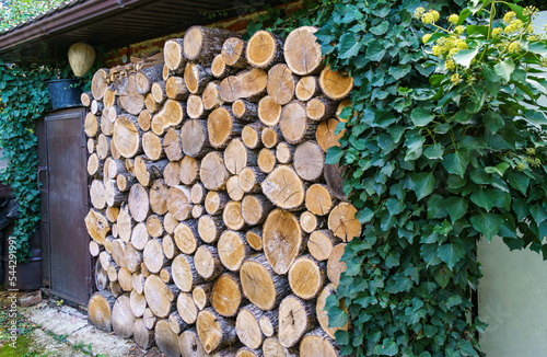 Wall of dry oak firewood with thickets of green ivy. Stacked wood pile for winter heating fireplace or stove. Yellow, gray, brown colors for background. Nature concept for design