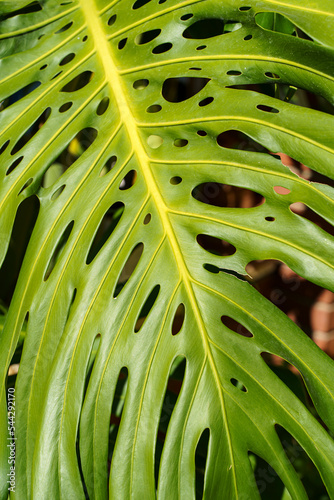 Monstera leaf palm. Pattern of a green leaf of a tropical monstera plant for interior decor. Jungle, botany, vegetation concept 