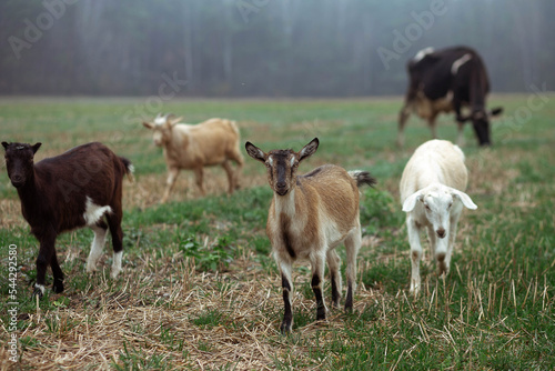 Cute little goats graze on the field against the backdrop of the forest in the village. Beautiful autumn