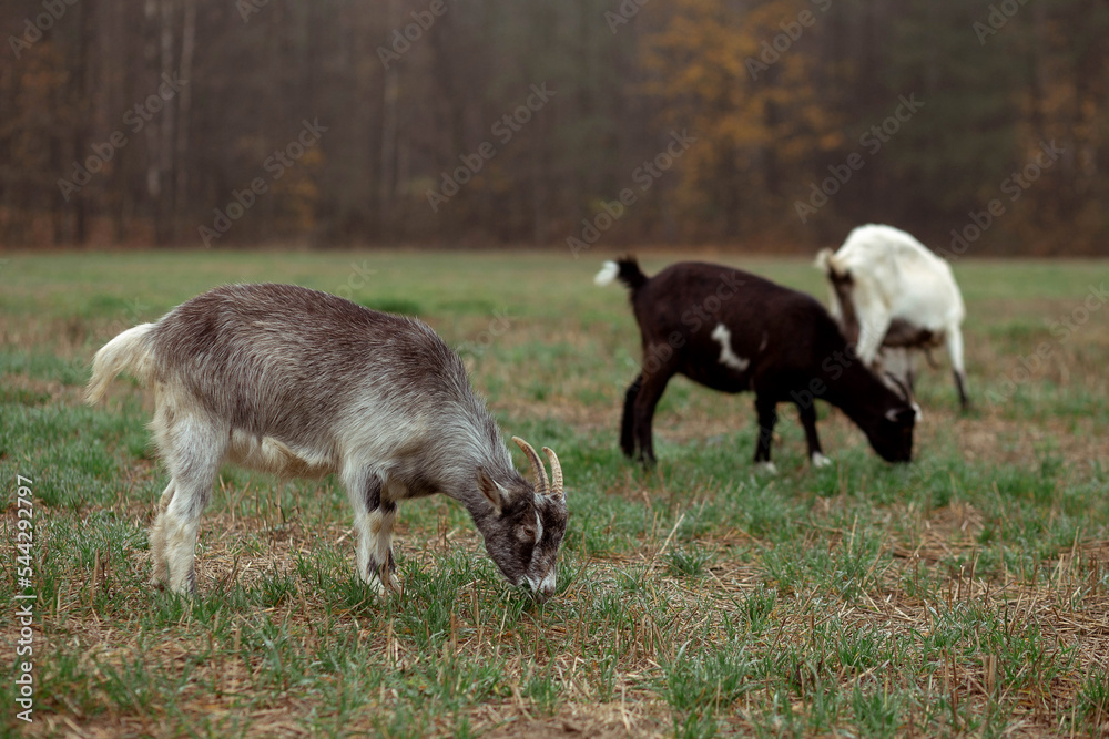 Obraz premium Cute little goats graze and eat grass in the field against the background of the forest in the village. Beautiful autumn