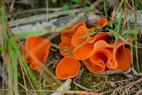Aleuria aurantia (orange peel fungus)