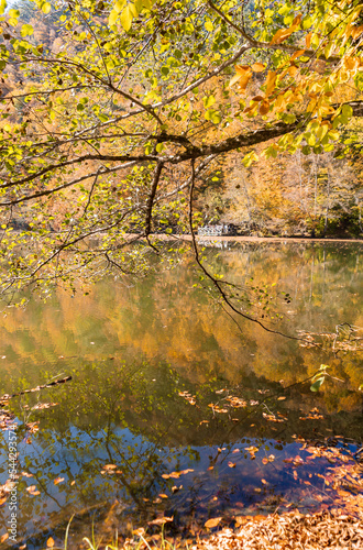 Beautiful fall scene in the forest  Autumn nature reflection on blue lake. Vivid morning in colorful park with branches of trees. sunlight and colorful leaves. Yedigoller National Park  Bolu Turkey