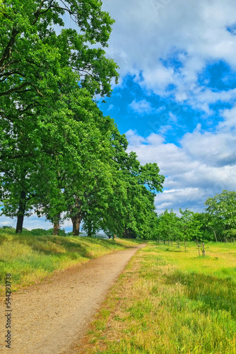 Picturesque summer background. Trail along the green trees.