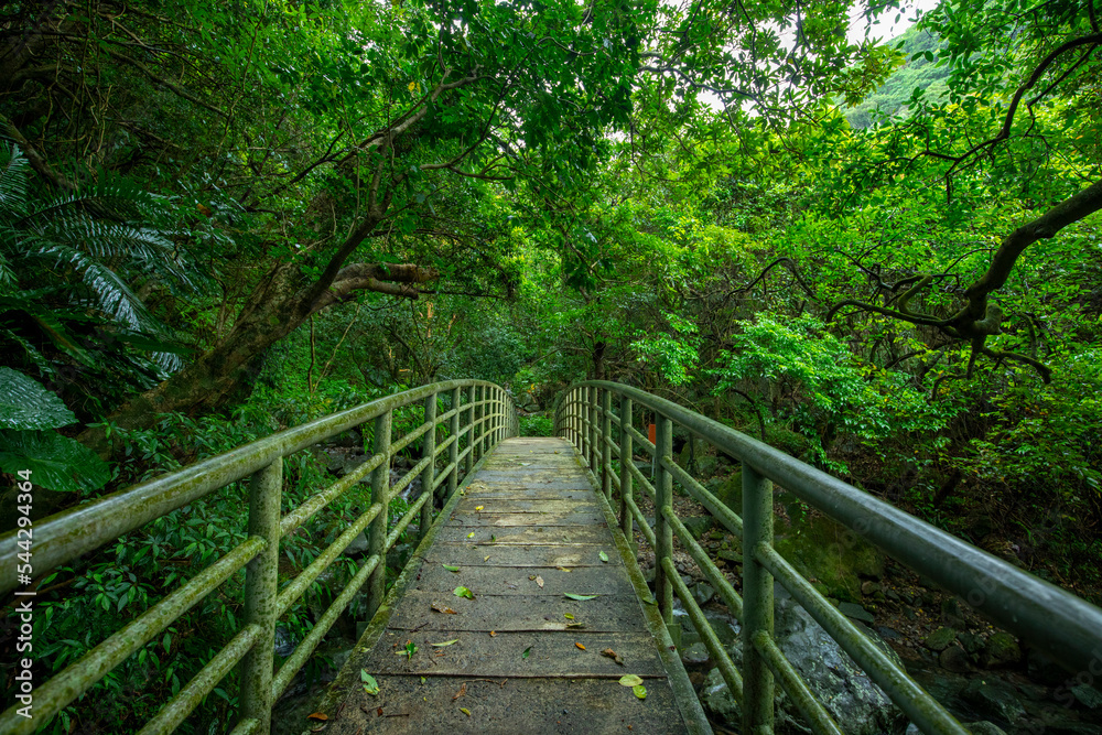 verdant, forest trail, forest, trail, valley, arch, bridge verdant, forest trail, forest, trail, valley, arch, bridge