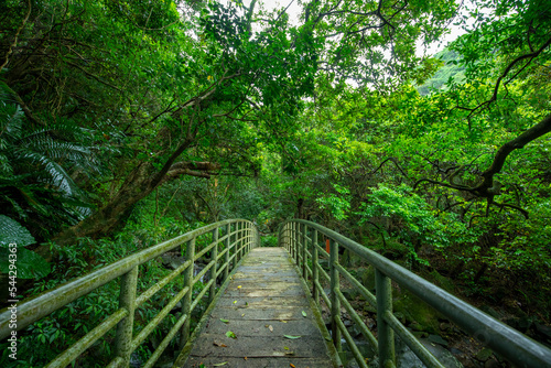 verdant  forest trail  forest  trail  valley  arch  bridge