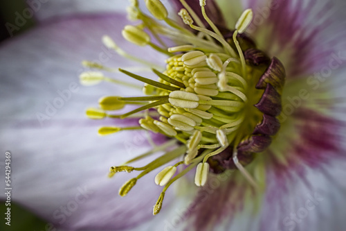 close up of a hellebore  flower