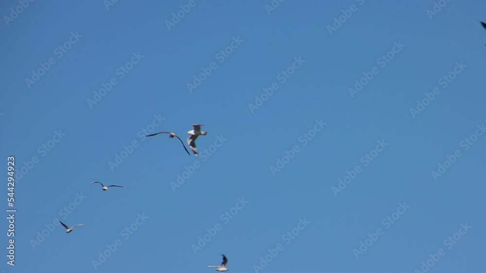 Flock of Seagulls flying in slow motion in front of clear blue sky background Flock of Seagulls flying in slow motion in front of clear blue sky background
