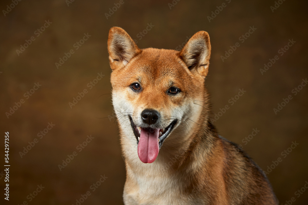 Fototapeta premium Closeup portrait of beautiful golden color Shiba Inu dog looking at camera isolated over dark vintage background. Concept of animal life, care, health and purebred pets.