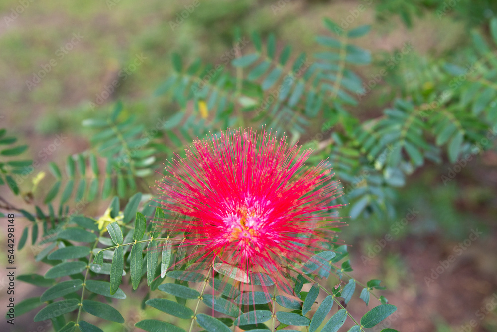 Closeup pink Calliandra flowers in the park at morning Closeup pink Calliandra flowers in the park at morning