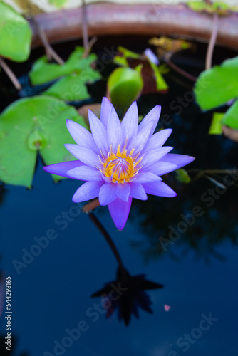 Closeup Nymphaea caerulea lotus in small pool at park