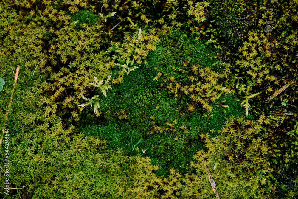 different kinds of moss, closeup