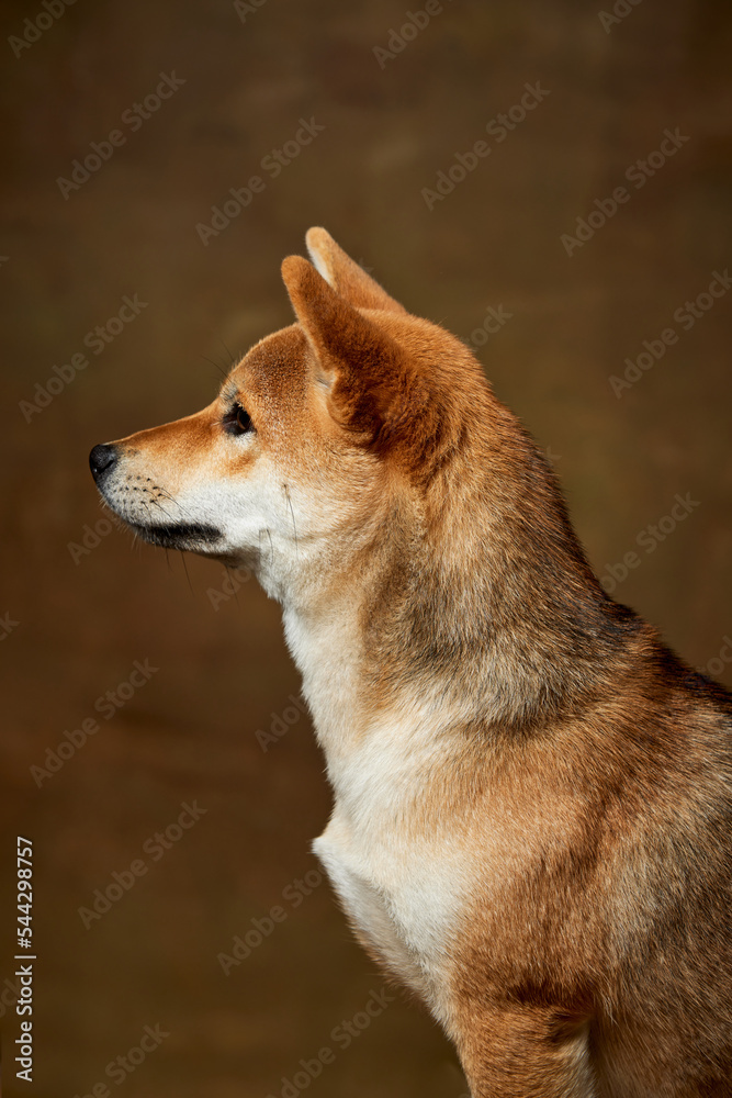 Profile view of beautiful golden color Shiba Inu dog posing isolated over dark vintage background. Concept of animal life, care, health and purebred pets. Profile view of beautiful golden color Shiba Inu dog posing isolated over dark vintage background. Concept of animal life, care, health and purebred pets.