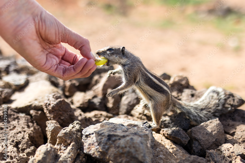 Streifenhörnchen füttern aus der Hand in Fuerteventura 