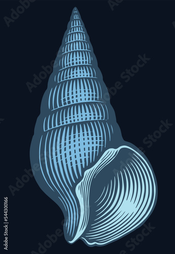 Seashell. Editable hand drawn illustration. Vector vintage engraving. Isolated on black background. 8 eps