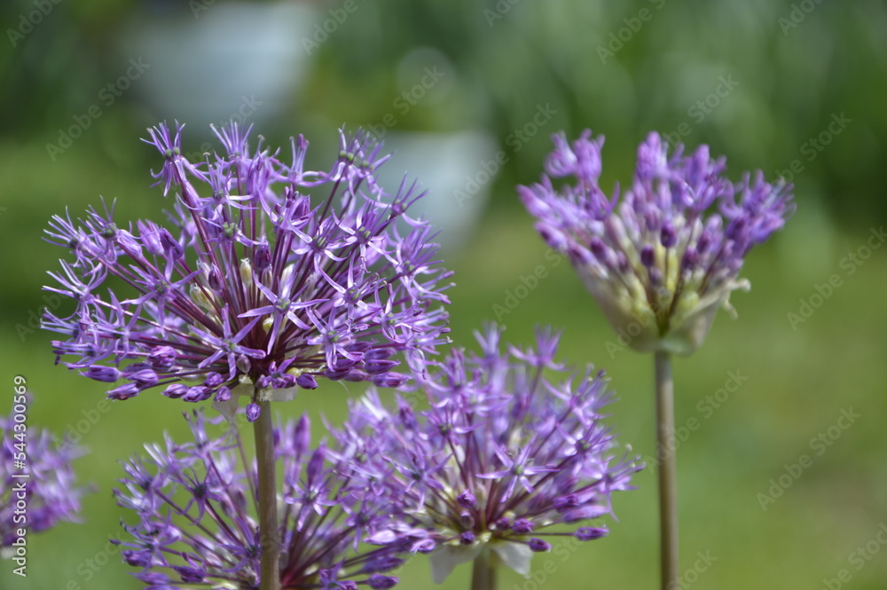 bee on flower bee on flower