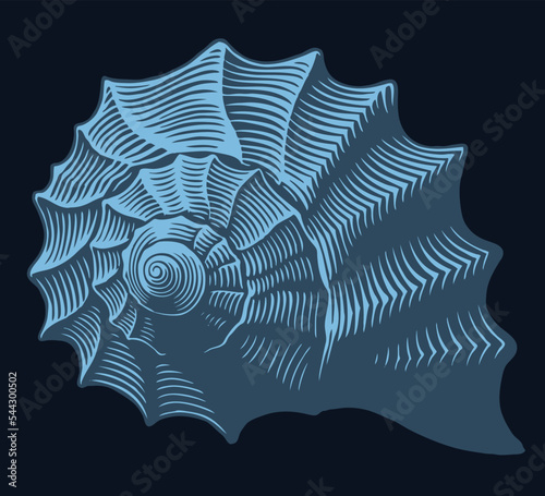 Seashell. Editable hand drawn illustration. Vector vintage engraving. Isolated on black background. 8 eps