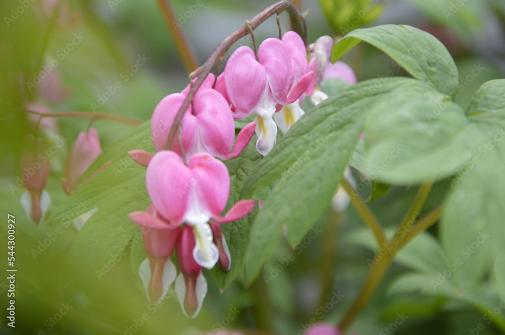Fototapeta premium pink flower