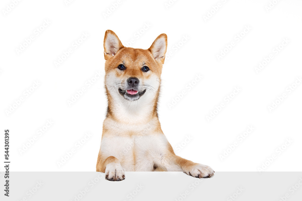 Groomed adult Shiba Inu dog isolated over white studio background. Concept of beauty, animal life, care, health and purebred pets.