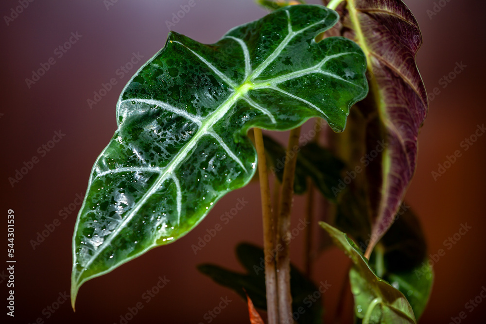 Beautiful wet leaf of alocasia