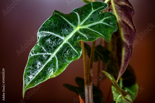 Obraz na płótnie Beautiful wet leaf of alocasia w salonie
